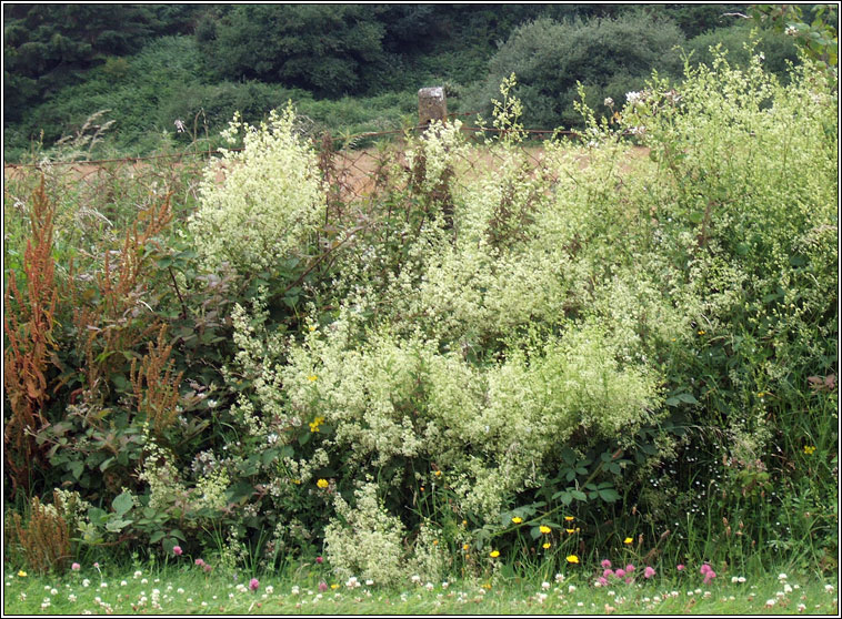 Hedge Bedstraw, Galium album, R fil