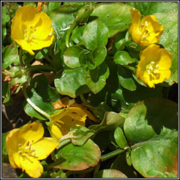 Creeping-jenny, Lysimachia nummularia, Lus an d phingin