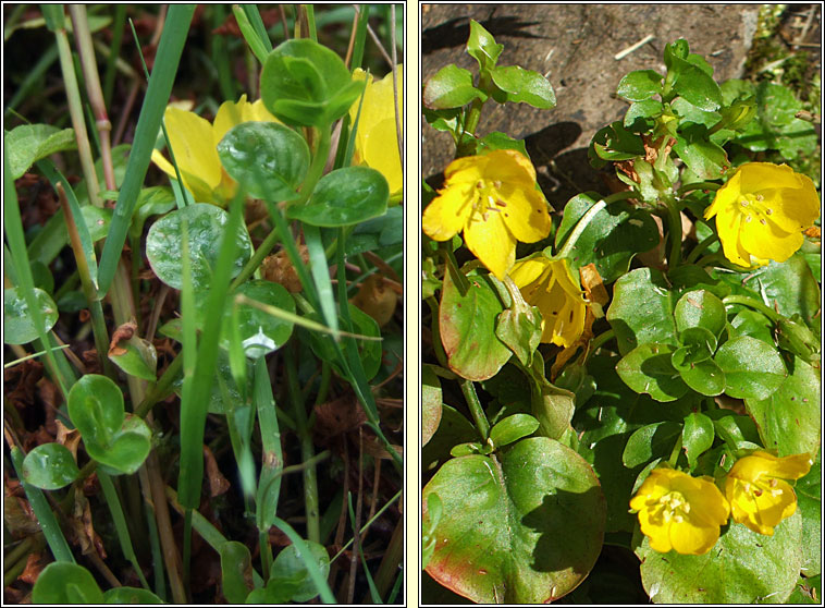 Creeping-jenny, Lysimachia nummularia, Lus an d phingin