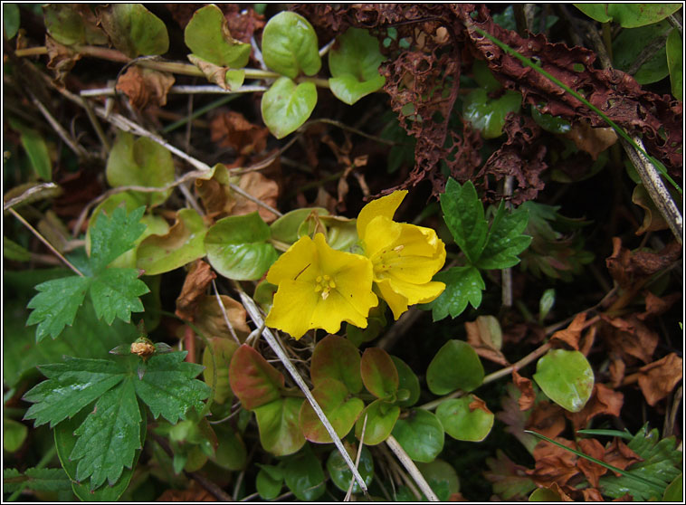 Creeping-jenny, Lysimachia nummularia, Lus an d phingin