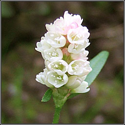 Pale Persicaria, Persicaria lapathifolia, Glineach bhn
