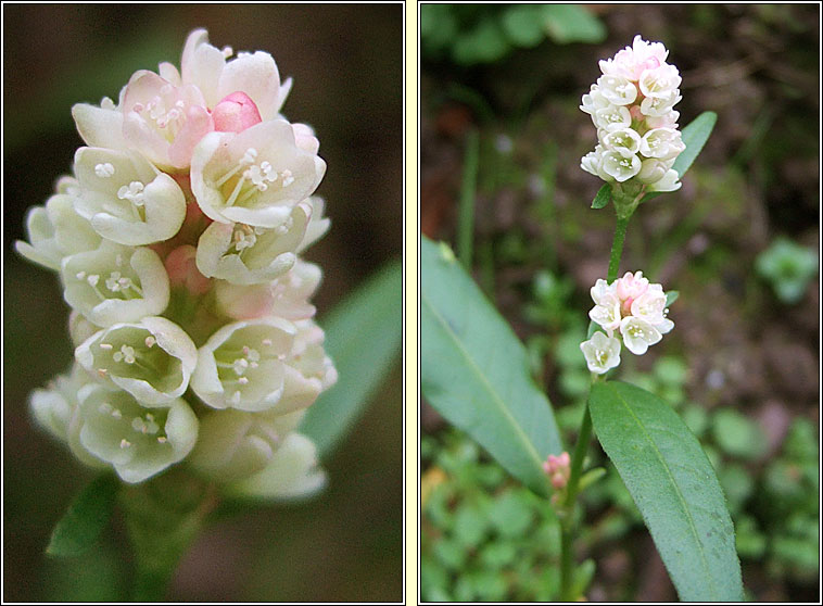 Pale Persicaria, Persicaria lapathifolia, Glineach bhn