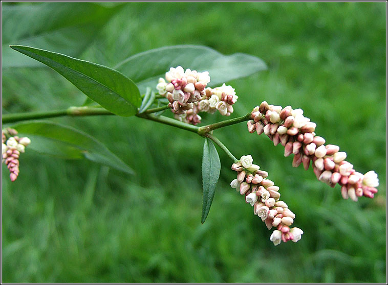 Pale Persicaria, Persicaria lapathifolia, Glineach bhn