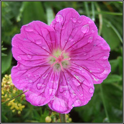 Bloody Crane's-bill, Geranium sanguineum, Crobh dearg