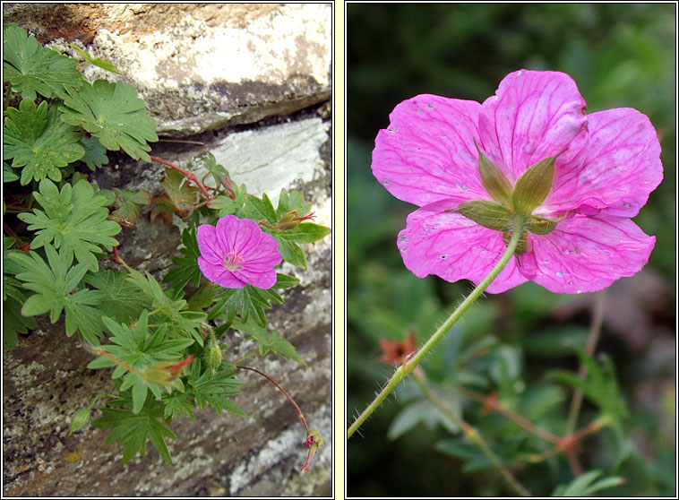 Bloody Crane's-bill, Geranium sanguineum, Crobh dearg