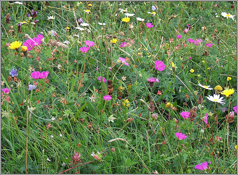 Bloody Crane's-bill, Geranium sanguineum, Crobh dearg