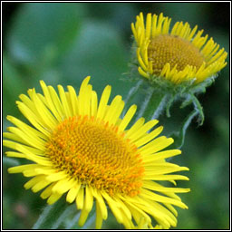 Common Fleabane, Pulicaria dysenterica, Lus bi na ndreancaid