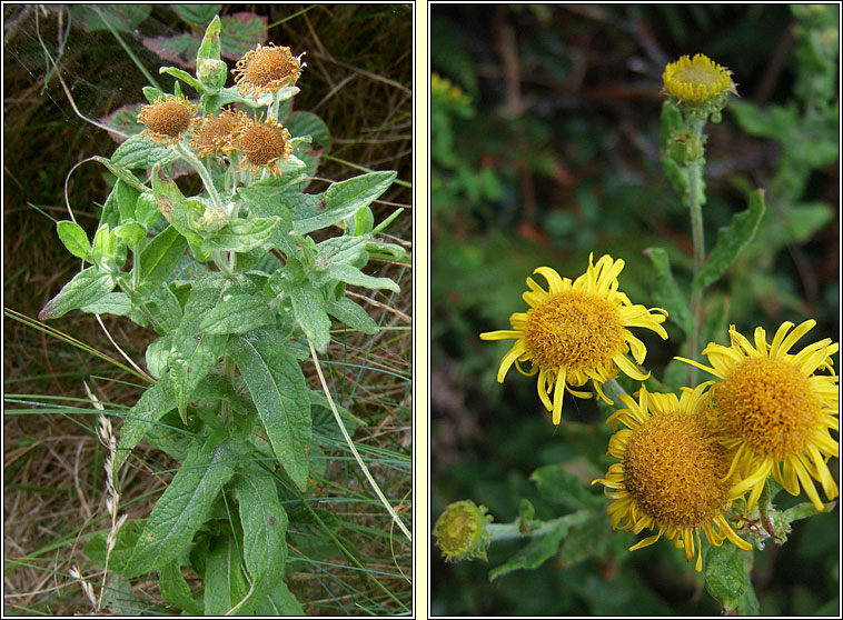 Common Fleabane, Pulicaria dysenterica, Lus bi na ndreancaid