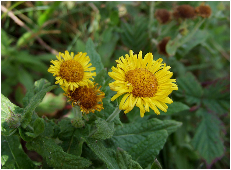 Common Fleabane, Pulicaria dysenterica, Lus bi na ndreancaid