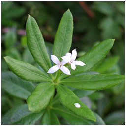 Sweet Woodruff, Galium odoratum, Lus moileas