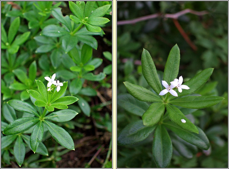 Sweet Woodruff, Galium odoratum, Lus moileas