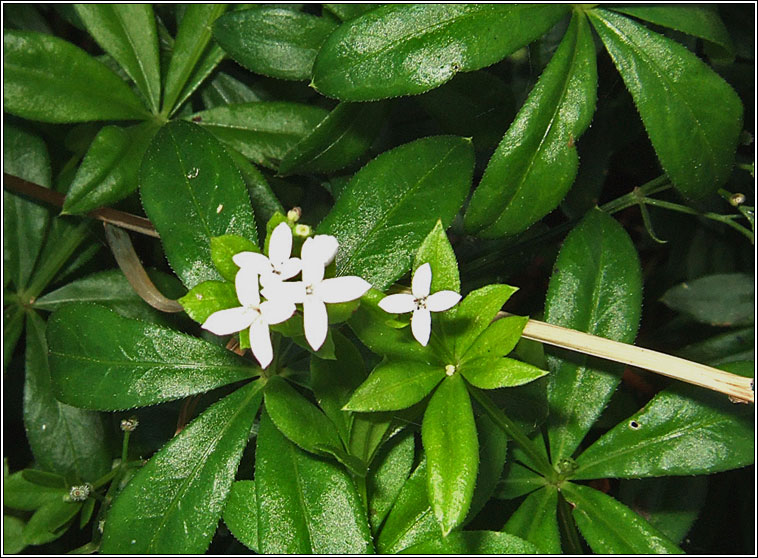 Sweet Woodruff, Galium odoratum, Lus moileas