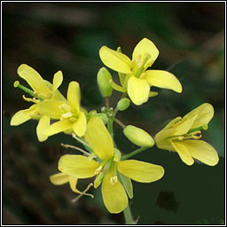 Turnip, Brassica rapa, Tornapa fiáin