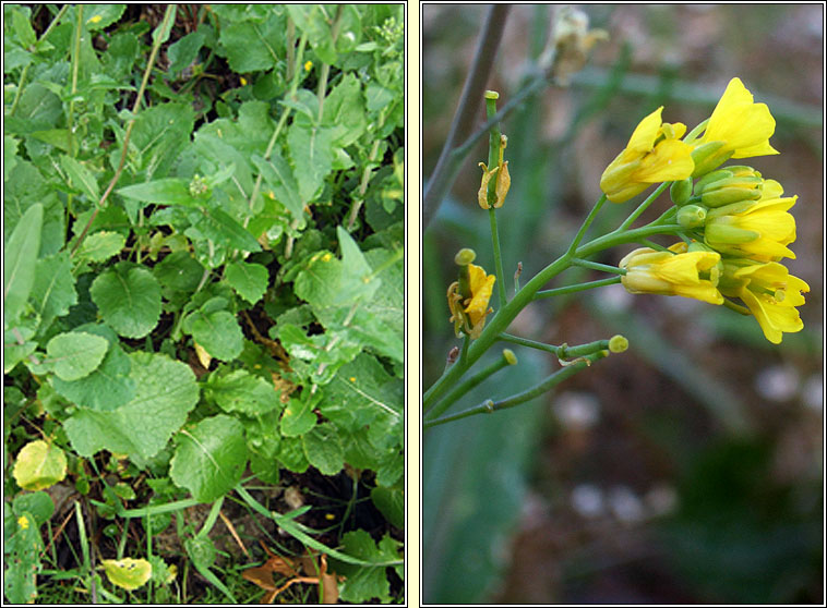 Turnip, Brassica rapa, Tornapa fiáin