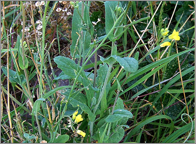 Turnip, Brassica rapa, Tornapa fiáin