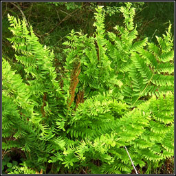 Royal Fern, Osmunda regalis, Raithneach rul