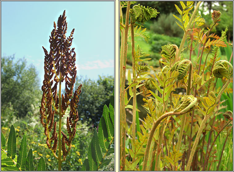 Royal Fern, Osmunda regalis, Raithneach rul