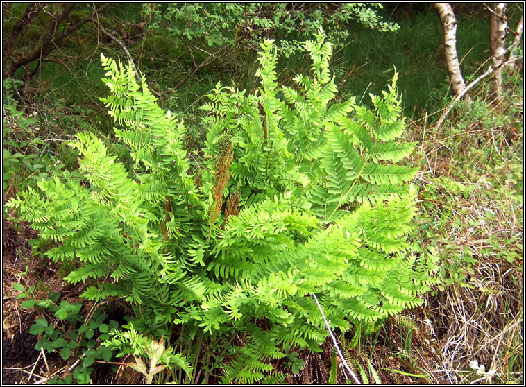 Royal Fern, Osmunda regalis, Raithneach rul