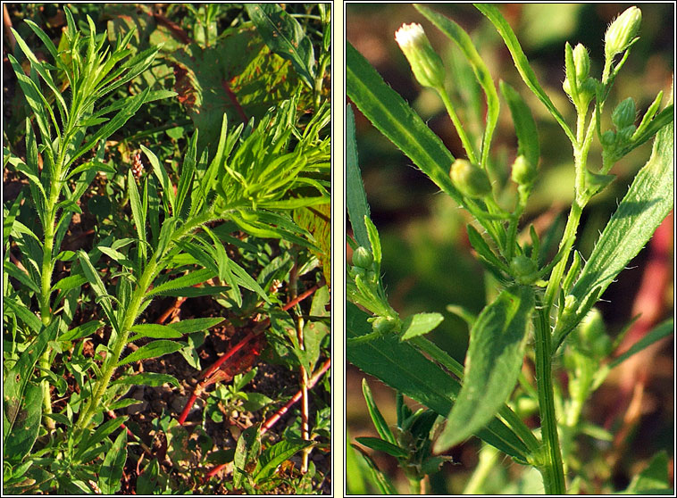 Canadian Fleabane, Erigeron canadensis, Conyza canadensis