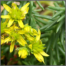 Reflexed Stonecrop, Petrosedum rupestre, Grafn crom