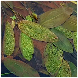 Broad-leaved Pondweed, Potamogeton natans, Liach Bhrde