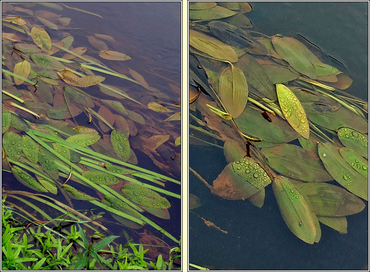 Broad-leaved Pondweed, Potamogeton natans, Liach Bhrde