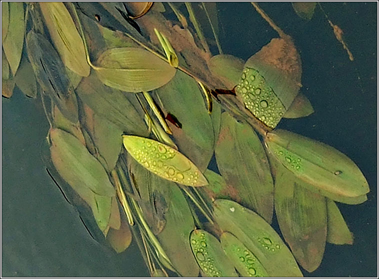 Broad-leaved Pondweed, Potamogeton natans, Liach Bhrde