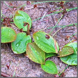 Bog Pondweed, Potamogeton polygonifolius, Liach mhna