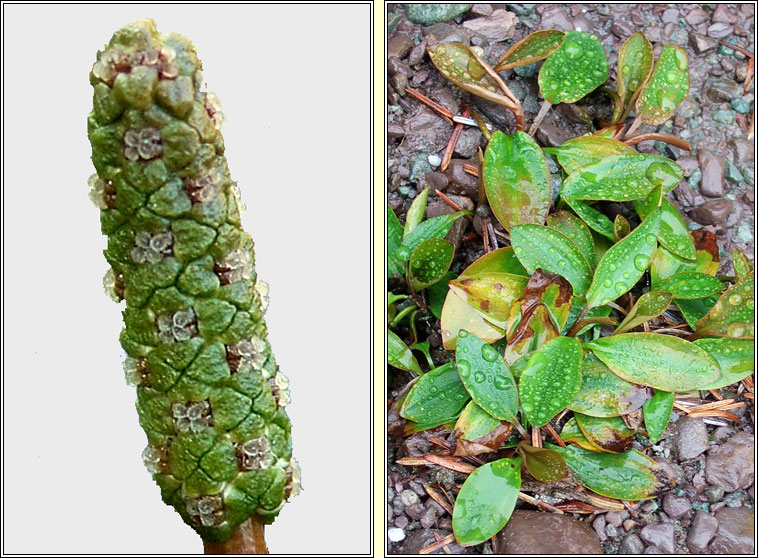 Bog Pondweed, Potamogeton polygonifolius, Liach mhna