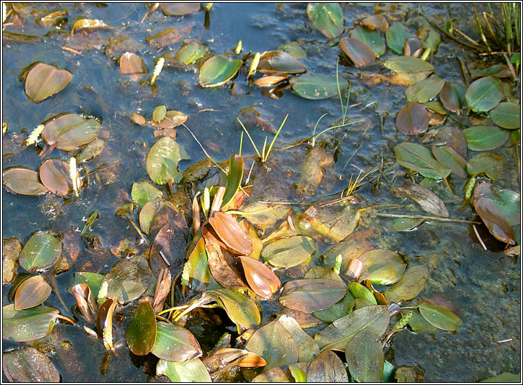 Bog Pondweed, Potamogeton polygonifolius, Liach mhna