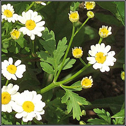 Feverfew, Tanacetum parthenium, Lus deartn