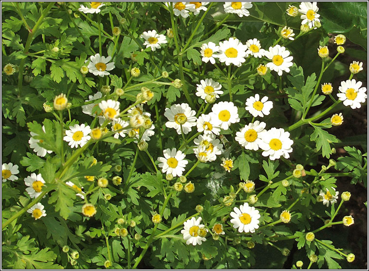 Feverfew, Tanacetum parthenium, Lus deartn