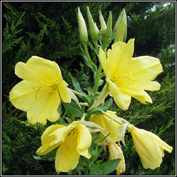 Common Evening-primrose, Oenothera biennis, Coinneal oche