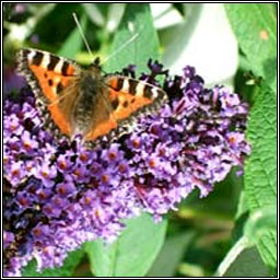 Butterfly-bush, Buddleja davidii, Tor an fhileacin