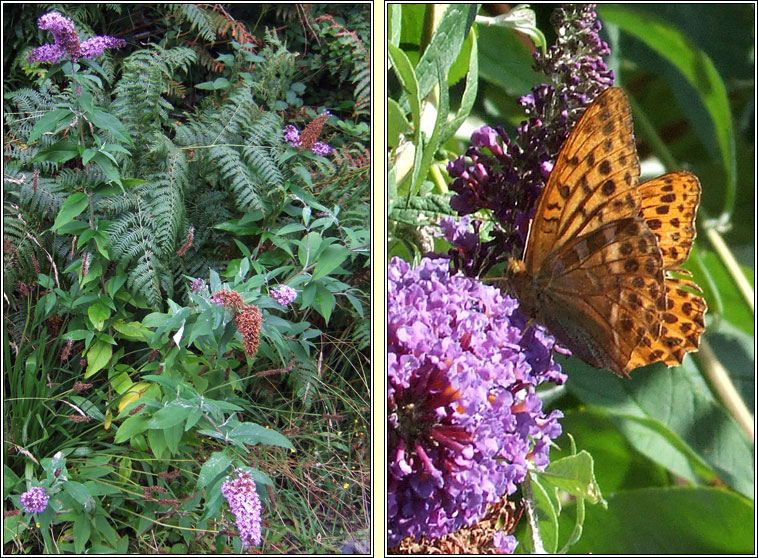 Butterfly-bush, Buddleja davidii, Tor an fhéileacáin