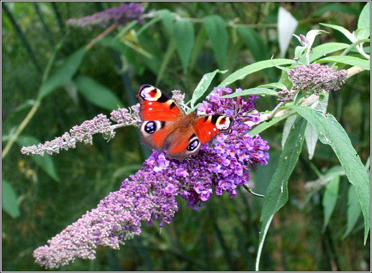 Butterfly-bush, Buddleja davidii, Tor an fhéileacáin