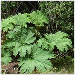 Giant-rhubarb, Gunnera tinctoria, Gunnaire