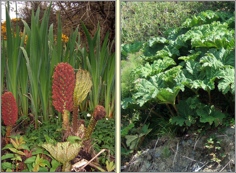 Giant-rhubarb, Gunnera tinctoria, Gunnaire