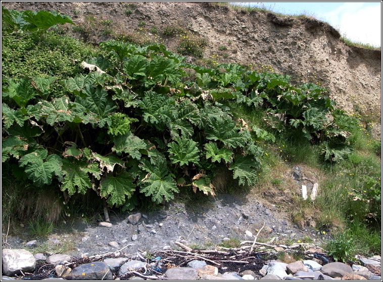 Giant-rhubarb, Gunnera tinctoria, Gunnaire