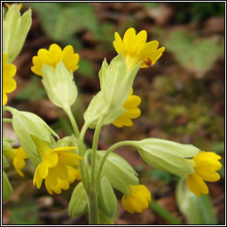 Cowslip, Primula veris, Bainne b bleachtin