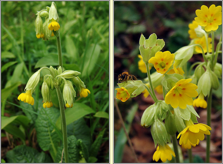 Cowslip, Primula veris, Bainne b bleachtin