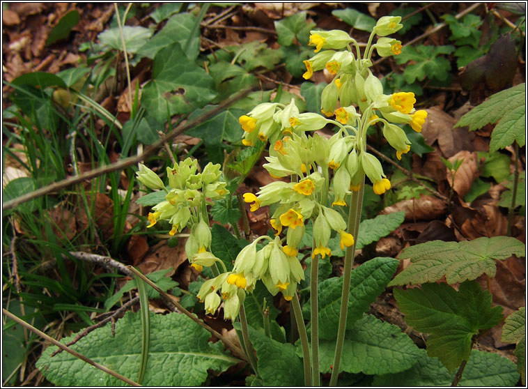 Cowslip, Primula veris, Bainne b bleachtin