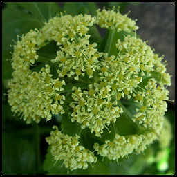 Alexanders, Smyrnium olusatrum, Lusrn grndubh