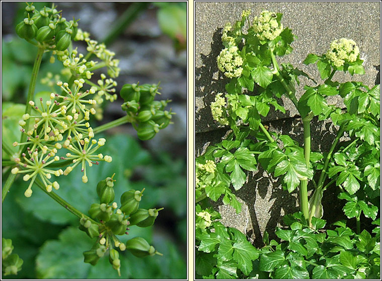 Alexanders, Smyrnium olusatrum, Lusrn grndubh