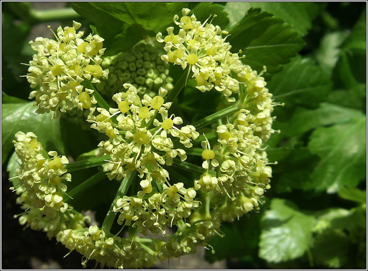 Alexanders, Smyrnium olusatrum, Lusrn grndubh