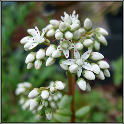 White Stonecrop, Sedum album, Grafn bn na gcloch