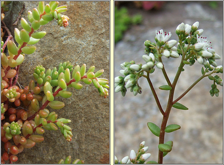 White Stonecrop, Sedum album, Grafn bn na gcloch