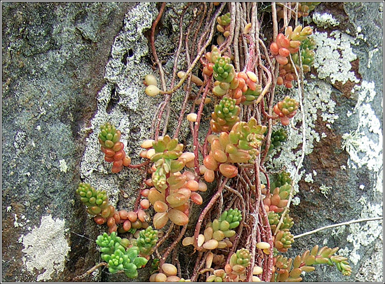 White Stonecrop, Sedum album, Grafn bn na gcloch