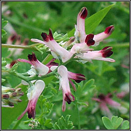 White Ramping-fumitory, Fumaria capreolata, Caman searraigh bn