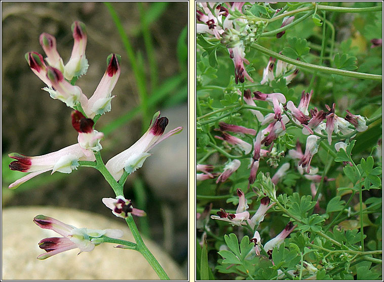 White Ramping-fumitory, Fumaria capreolata, Caman searraigh bn